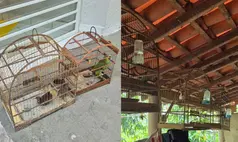 Aves silvestres são resgatadas de cativeiro ilegal na zona Rural de União