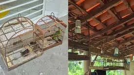 Aves silvestres são resgatadas de cativeiro ilegal na zona Rural de União (Foto: Divulgação)