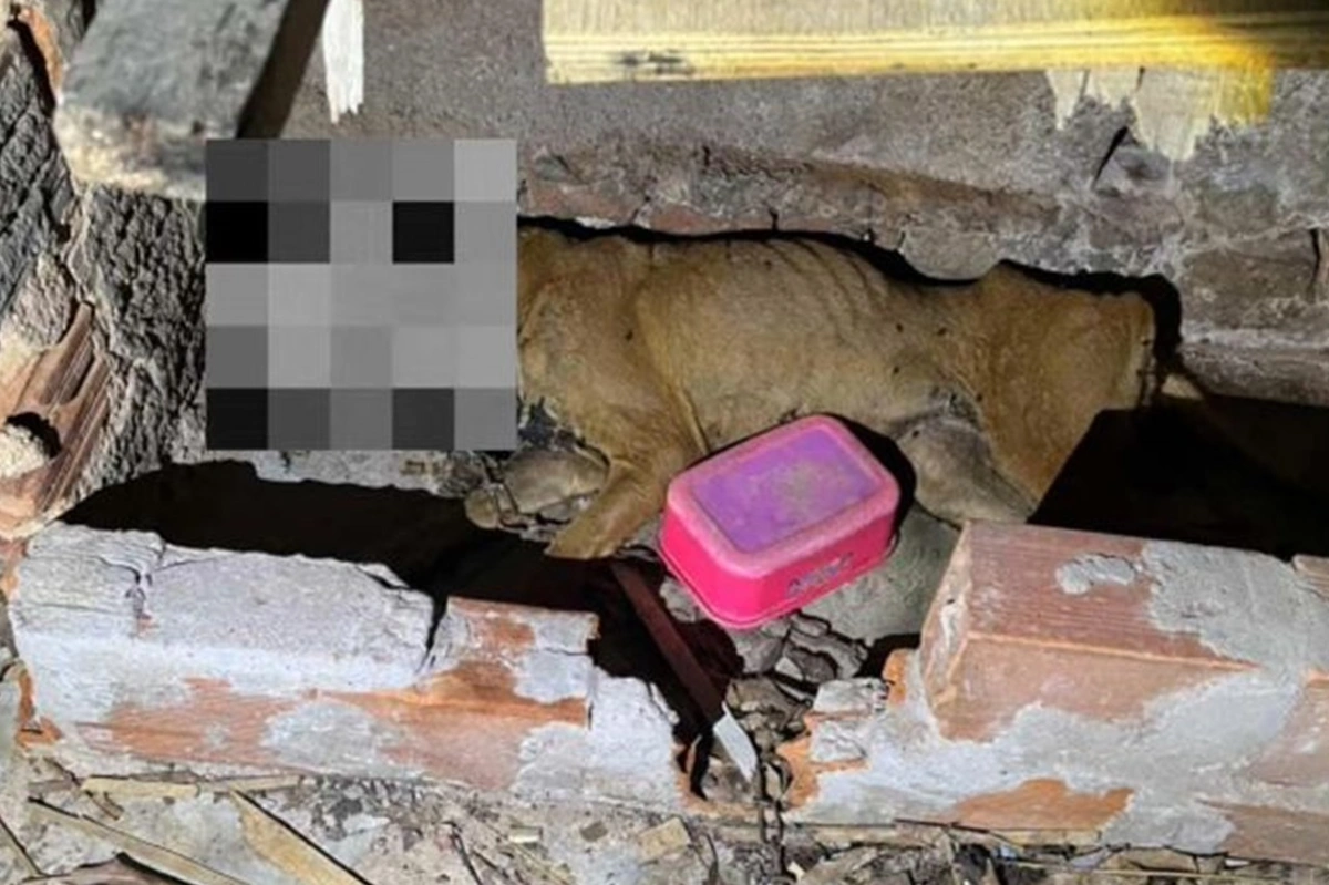 Cadela morre após ser abandonada e amarrada sem água e comida no Piauí