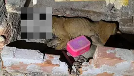 Cadela morre após ser abandonada e amarrada sem água e comida no Piauí (Foto: Reprodução)