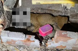 Cadela morre após ser abandonada e amarrada sem água e comida no Piauí (Foto: Reprodução)