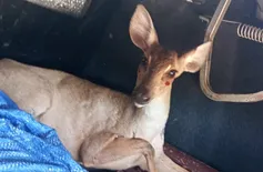 Cerva é resgatada após ser vista em área urbana na zona Sul de Teresina