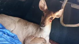 Cerva é resgatada após ser vista em área urbana na zona Sul de Teresina (Foto: Divulgação/PMPI)