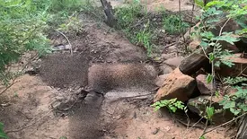 Corpo em estado de esqueletização é encontrado em área de mata em Picos (Foto: Reprodução)