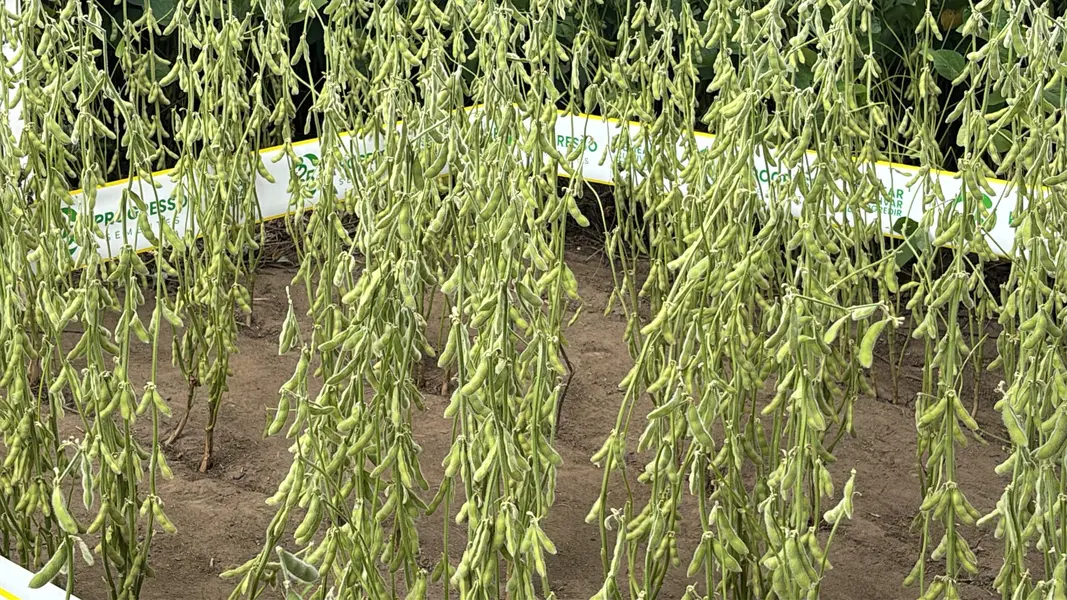 Dia de Campo marca 25 anos do Grupo Progresso em Sebastião Leal