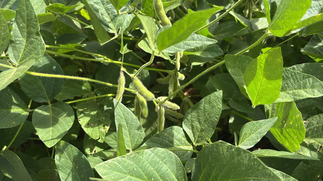 Dia de Campo marca 25 anos do Grupo Progresso em Sebastião Leal
