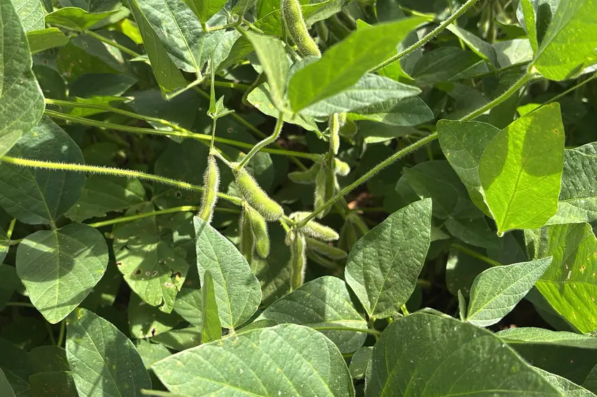 Dia de Campo marca 25 anos do Grupo Progresso em Sebastião Leal