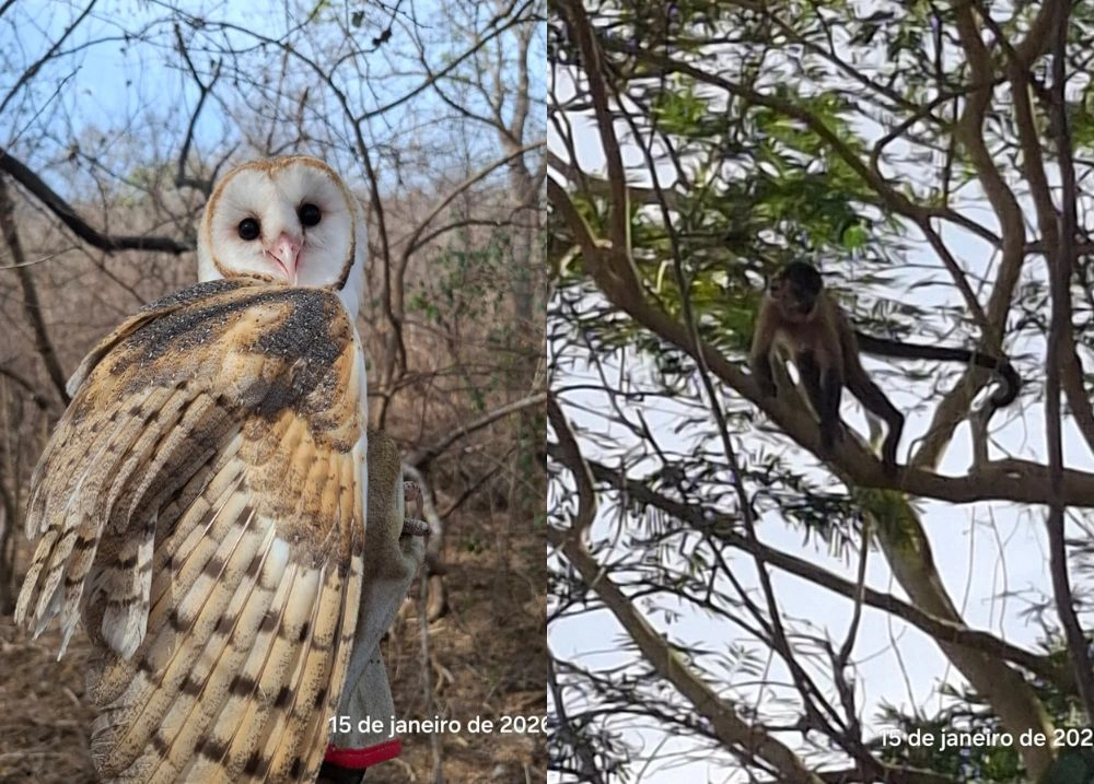 Em 2025, exatos 144 animais silvestres resgatados retornaram à natureza no Piauí