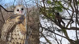Em 2025, exatos 144 animais silvestres resgatados retornaram à natureza no Piauí (Foto: Reprodução)