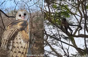 Em 2025, exatos 144 animais silvestres resgatados retornaram à natureza no Piauí (Foto: Reprodução)