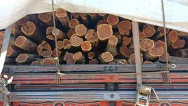 Ibama doa madeira apreendida ao Instituto Federal do Piauí de Oeiras (Foto: Reprodução)