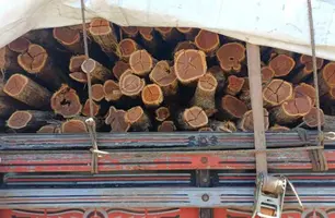 Ibama doa madeira apreendida ao Instituto Federal do Piauí de Oeiras (Foto: Reprodução)