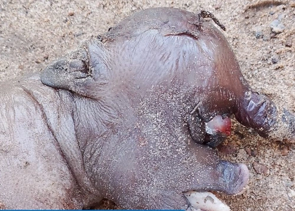 Leitão nasce com apenas um olho em zona rural de Esperantina