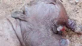 Leitão nasce com apenas um olho em zona rural de Esperantina (Foto: Reprodução/Revista AZ)