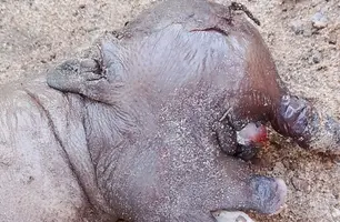 Leitão nasce com apenas um olho em zona rural de Esperantina (Foto: Reprodução/Revista AZ)