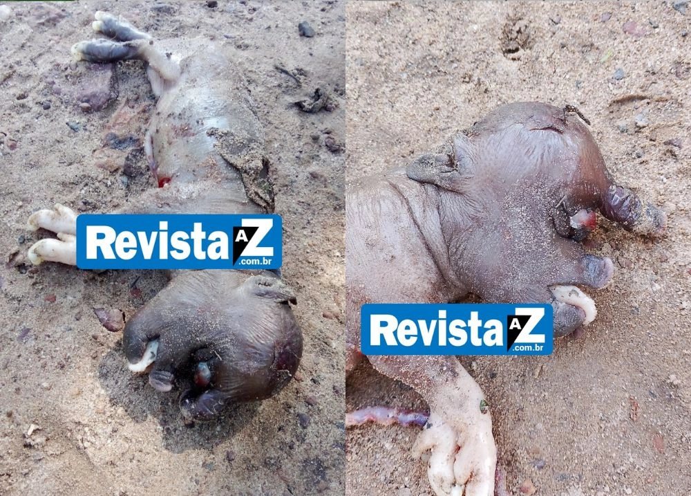 Leitão nasce com apenas um olho em zona rural de Esperantina