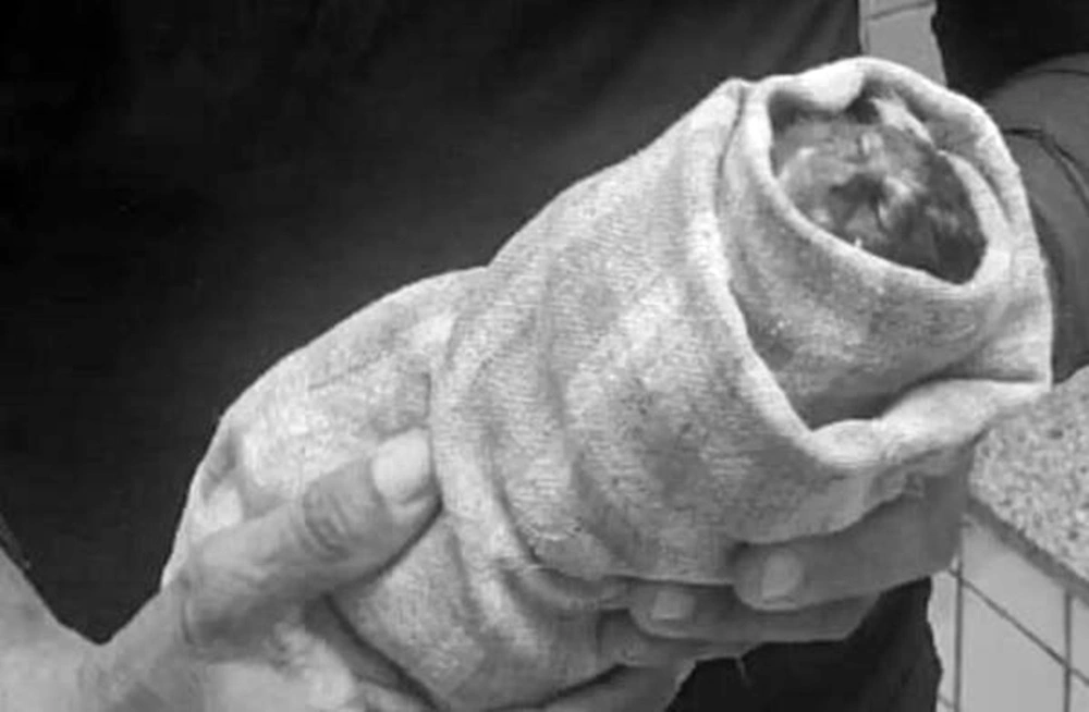 Macaquinho morre após ser baleado na Floresta Fóssil e expõe maus-tratos no Piauí