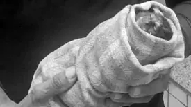 Macaquinho morre após ser baleado na Floresta Fóssil e expõe maus-tratos no Piauí (Foto: Reprodução)