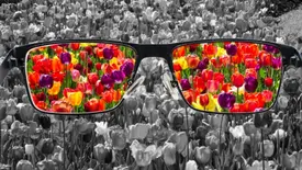 Nova lei cria semana de testes e conscientização sobre daltonismo no Piauí (Foto: Reprodução)