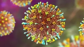 OMS afirma que risco do vírus Nipah é baixo na Índia, sem propagação (Foto: ECDC/Divulgação)