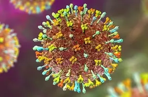 OMS afirma que risco do vírus Nipah é baixo na Índia, sem propagação (Foto: ECDC/Divulgação)