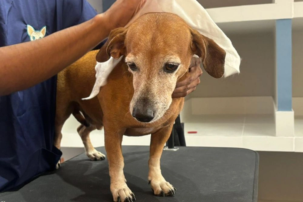 Pet shop funciona como "segunda casa" para tutores e seus bichos