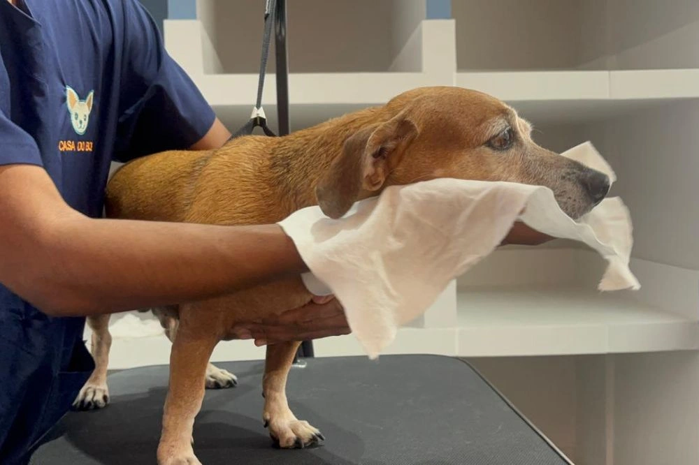 Pet shop oferece serviços diversos, incluindo banho