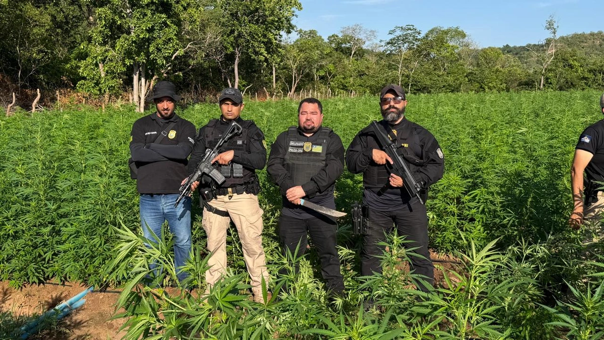 Polícia do PI erradica plantação de maconha avaliada em R$ 10 milhões no Maranhão
