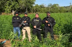 Polícia do PI erradica plantação de maconha avaliada em R$ 10 milhões no Maranhão