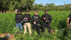 Polícia do PI erradica plantação de maconha avaliada em R$ 10 milhões no Maranhão (Foto: Divulgação/Polícia Civil)