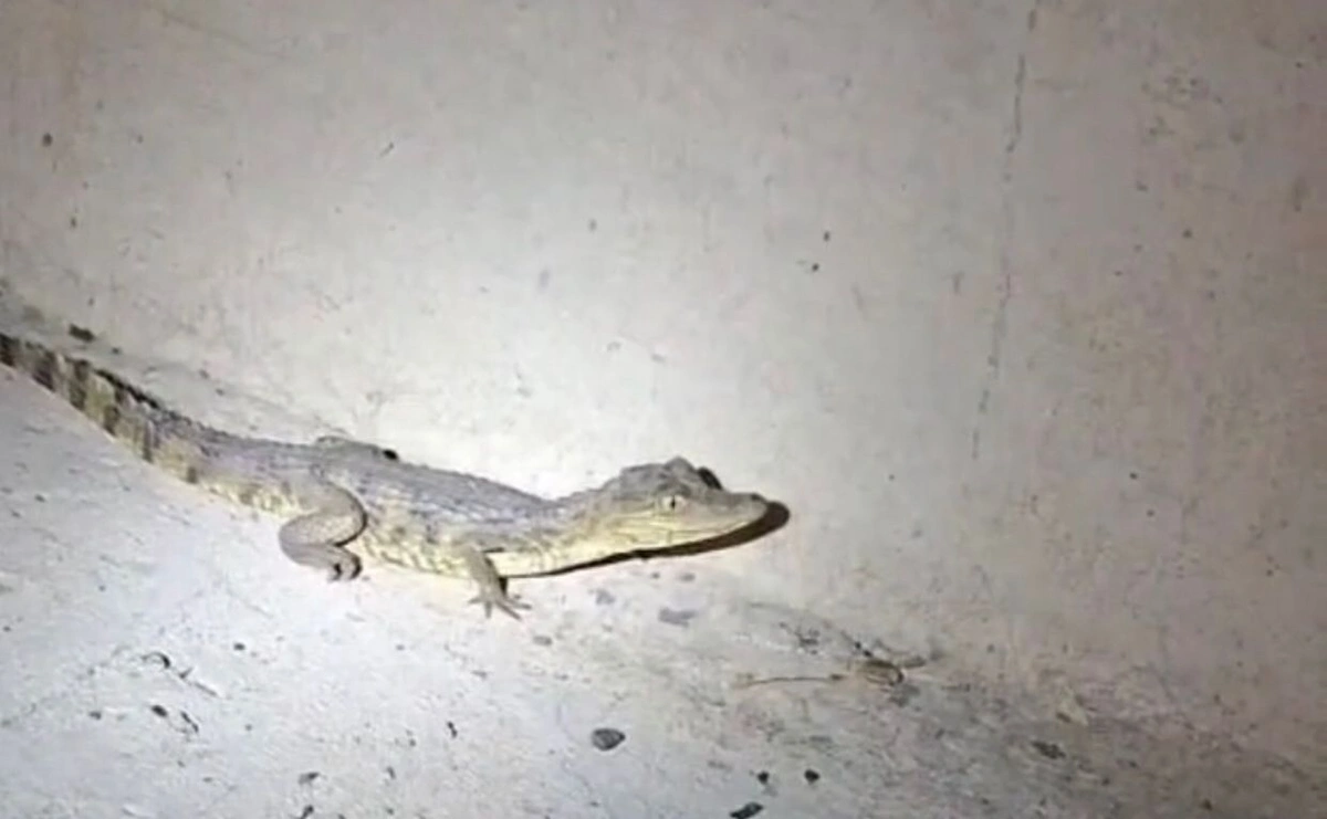 Polícia Militar resgata filhote de jacaré em estrada de Nazária