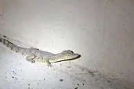 Polícia Militar resgata filhote de jacaré em estrada de Nazária