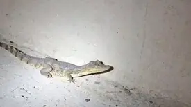 Polícia Militar resgata filhote de jacaré em estrada de Nazária (Foto: Reprodução)