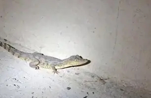 Polícia Militar resgata filhote de jacaré em estrada de Nazária (Foto: Reprodução)