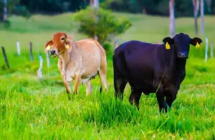 Rebanho Bovino (Foto: Divulgação/GOV PI)