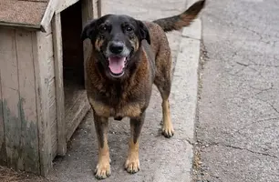Saiba que sanções podem ser aplicadas a jovens que mataram cão Orelha (Foto: Reprodução)