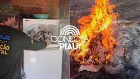 Semarh apreende 66 kg de peixe durante fiscalização na piracema em Curimatá (Foto: Ascom Semarh)