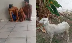 Trio é preso com cabra e cabrito após tentativa de furto em José de Freitas