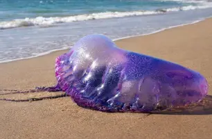 Veja os cuidados com crianças após queimaduras de água-viva e caravela no litoral (Foto: Reprodução)