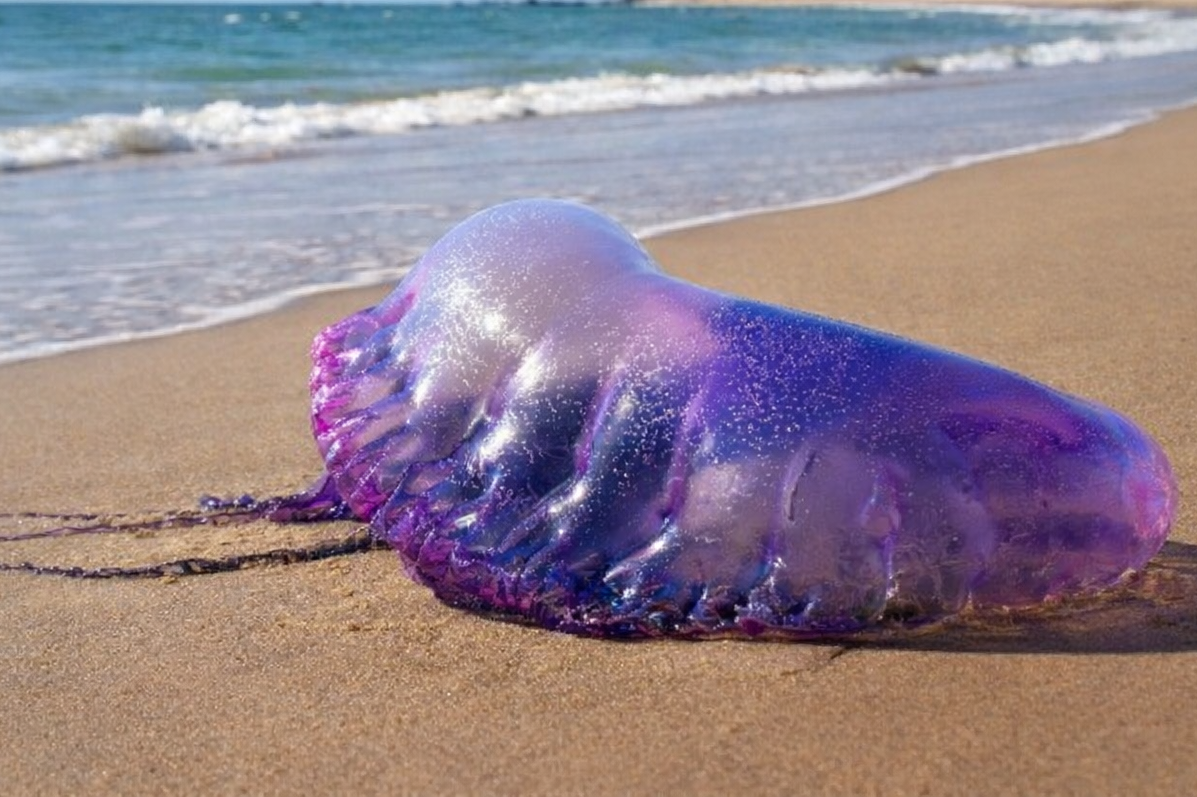 Veja os cuidados com crianças após queimaduras de água-viva e caravela no litoral