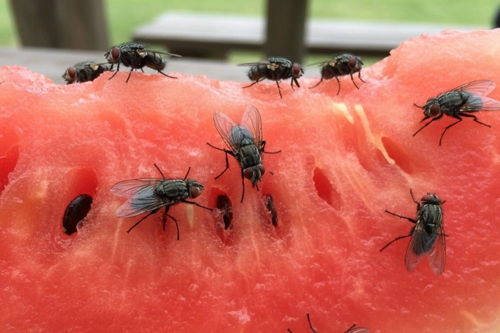 Virose da mosca: saiba identificar os sintomas e se proteger