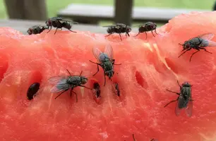 Virose da mosca: saiba identificar os sintomas e se proteger (Foto: Conecta Piauí / I.A)