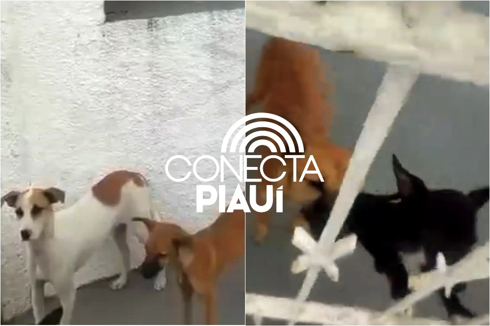 Vizinhos denunciam abandono de quatro cães em casa na zona Norte de Teresina