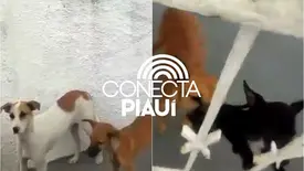 Vizinhos denunciam abandono de quatro cães em casa na zona Norte de Teresina (Foto: Reprodução)