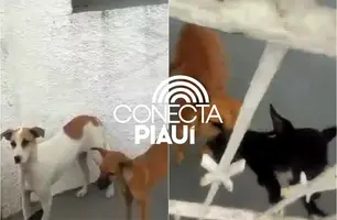 Vizinhos denunciam abandono de quatro cães em casa na zona Norte de Teresina (Foto: Reprodução)