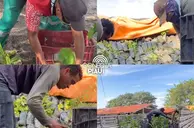 Amarante recebe mudas de árvores e reforça ações de arborização urbana