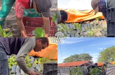 Amarante recebe mudas de árvores e reforça ações de arborização urbana