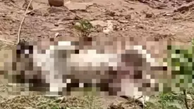 Cão morre após choque elétrico e fios expostos assustam moradores (Foto: Reprodução)