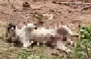 Cão morre após choque elétrico e fios expostos assustam moradores (Foto: Reprodução)