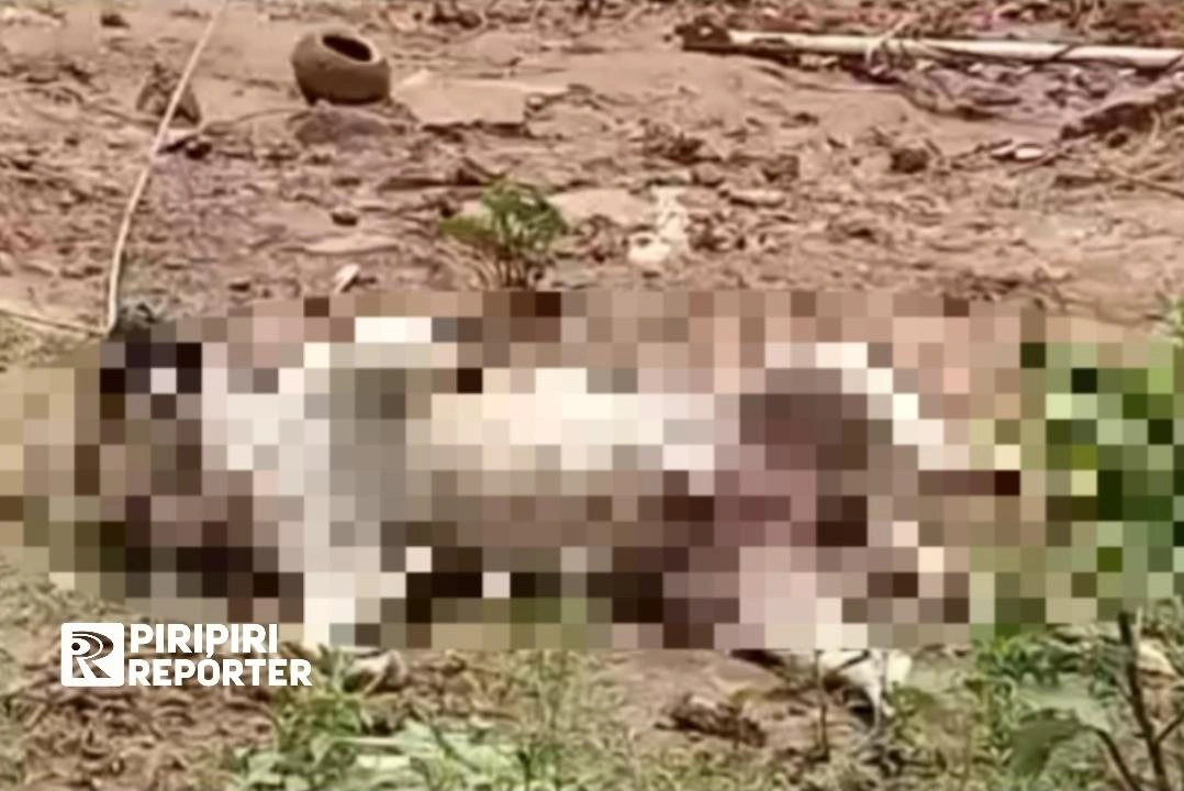 Cão morre após choque elétrico e fios expostos assustam moradores